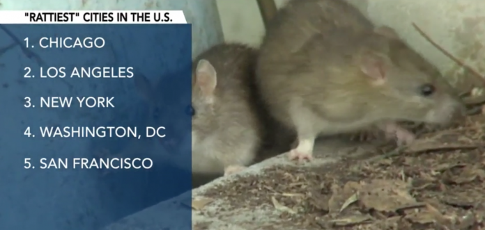 Chicago szczury USA