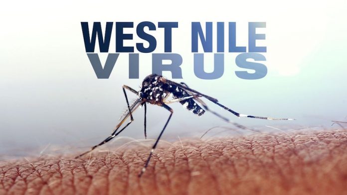 komary wirus Zachodniego Nilu