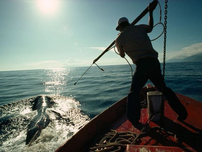Delfiny polowanie