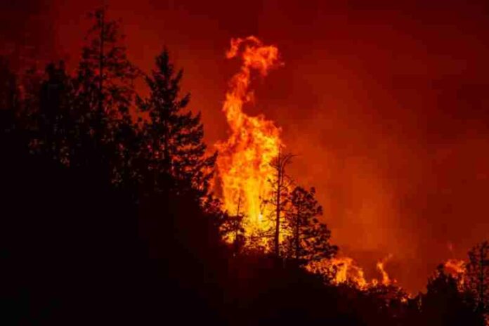 pożar ogień las